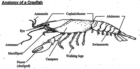 Body systems of humans crayfish pigs and earthworms