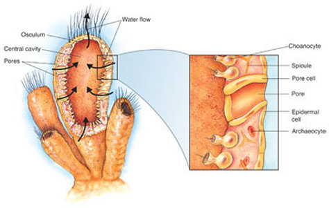 water is moved through the body of the sponge by the choanocytes or archeocystes or pinacoderm