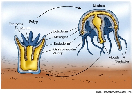 sponges and some cnidarians do not move from place to place